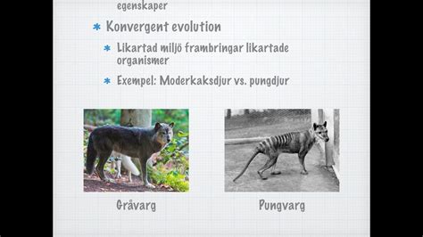 vad betyder evolution