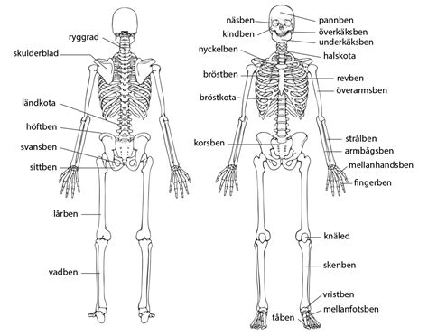 vad betyder flexibla muskler