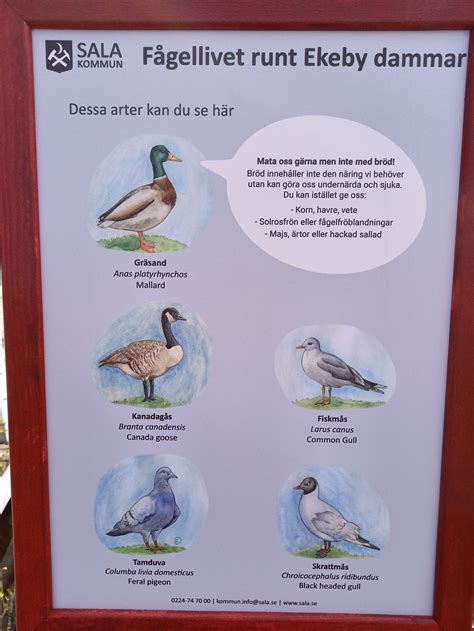 vad ska man inte mata fåglar med
