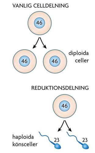 vad som är speciellt med reduktionsdelning