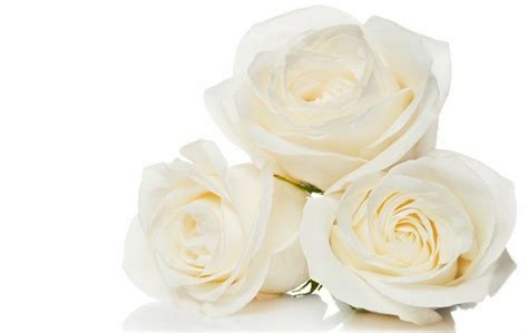 vad symboliserar vit ros