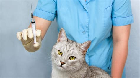 vaksin kucing