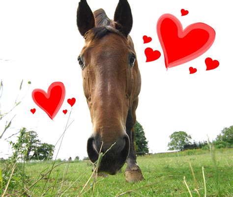 Valentine Horse Pictures