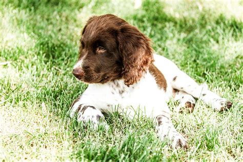 valp  såsom morrar  samt fnyser