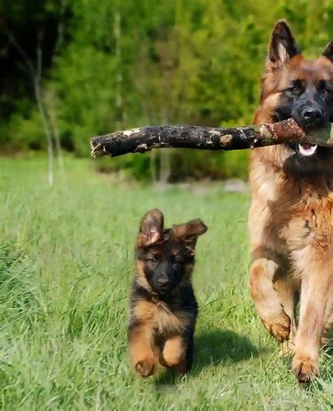 valpkurs brukshundklubb