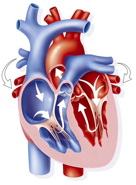 valvulas cardiacas