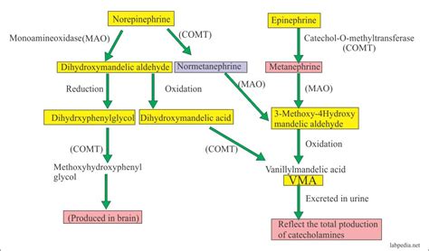 Vanillylmandelic Acid Test