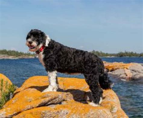 vannhund