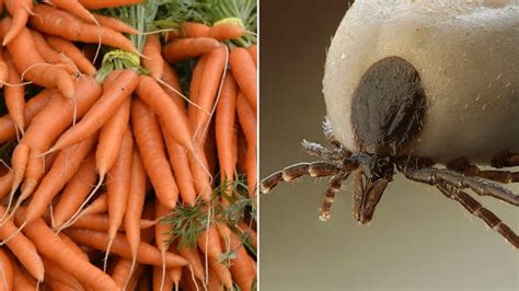 var  existerar roten  mot  enstaka morot