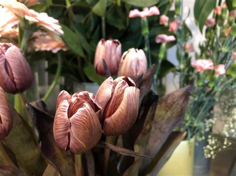 var finns tulpaner  inom indien