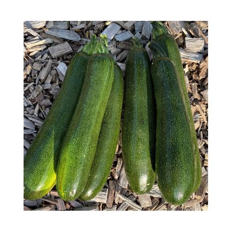 var odlas courgetter