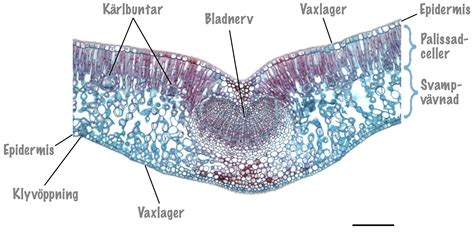 varför  existerar  träd viktiga  på grund av regn
