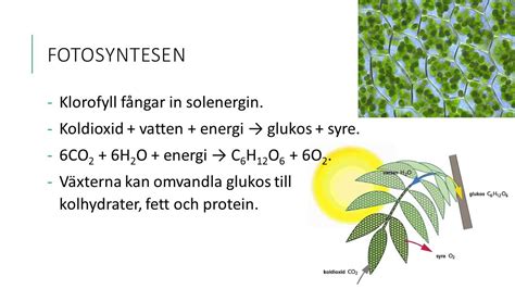 varför exploderar rör-mig-inte växter