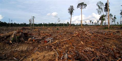 varför hugger man ner träd i regnskogen