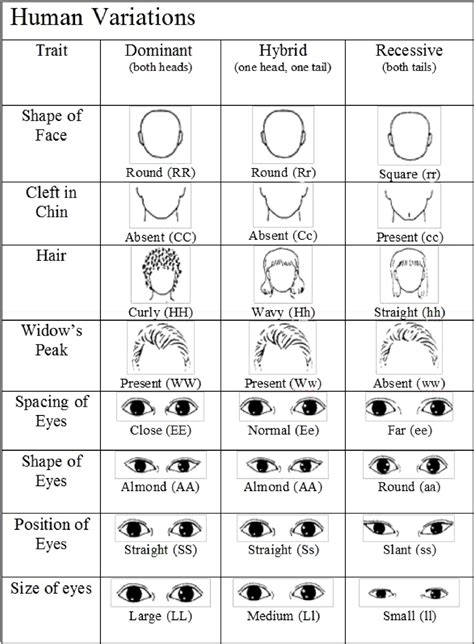 Variations On A Human Face Biology Libretexts Human Genetic Traits Worksheet - Human Genetic Traits Worksheet