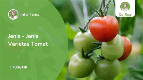 varietas tomat
