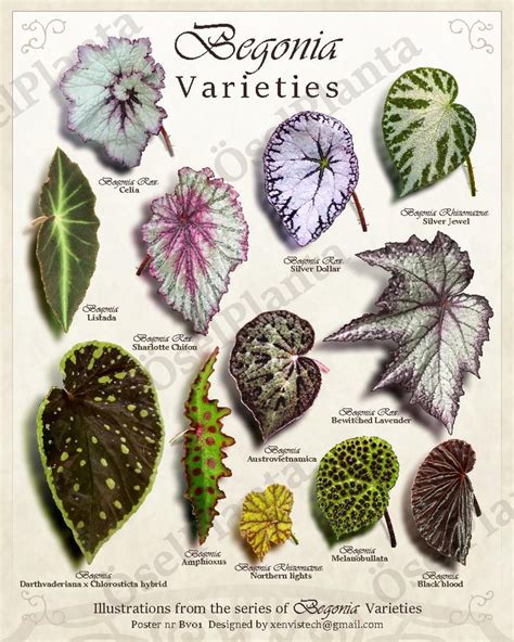 Varieties Of Art