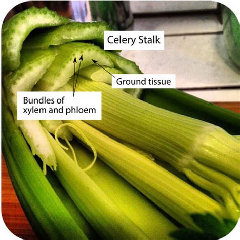 Vascular Tissue Lab Celery Stalk
