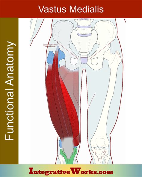 vastus medialis ont