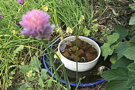 vatten till humlor och bin