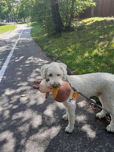 vattenhund omplacering