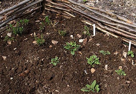 vaxter ar viktiga eftersom