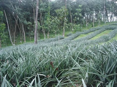 Vazhakulam Pineapple Rate