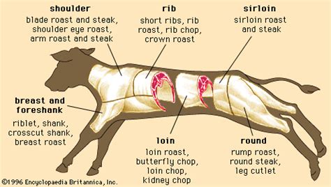 Veal Meat Definition