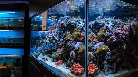 vegas casino hacked through fish tank licl