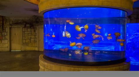 vegas casino hacked through fish tank suos france