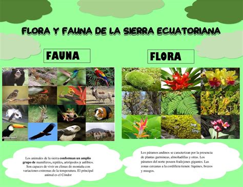 Vegetación Y Fauna