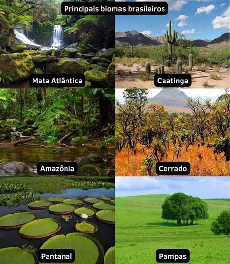 Vegetacoes Do Brasil