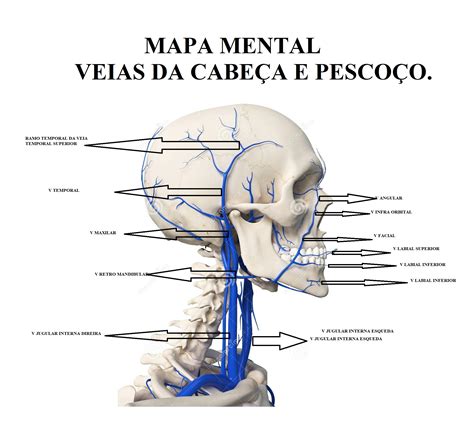 Veias Do Pescoco