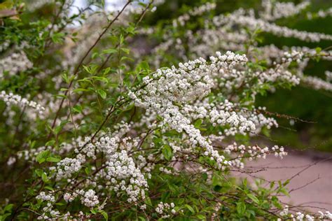 Veil Thin Spring