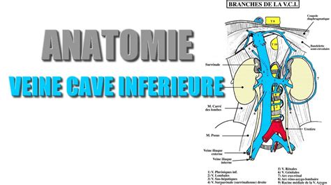 Veine Cave Supérieure