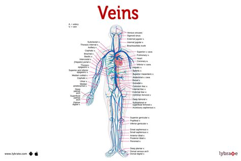 veins