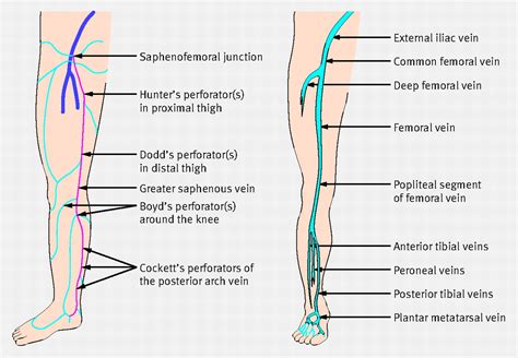 veins in the leg anatomy