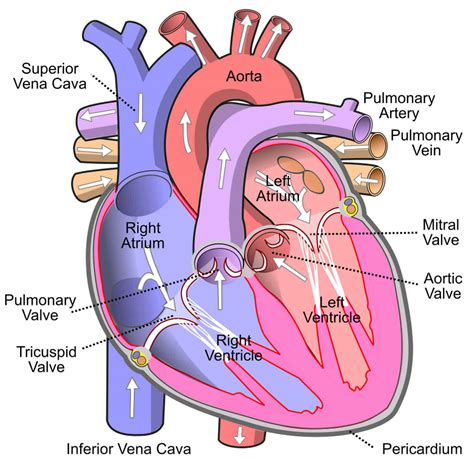 Vena Cava Function