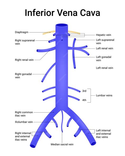 Vena Cava Inf