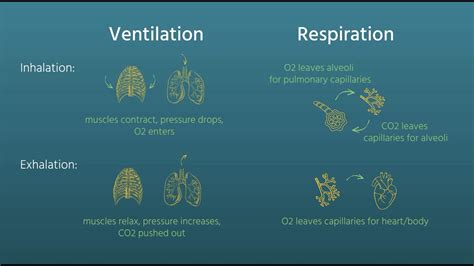 Ventilation Vs Respiration
