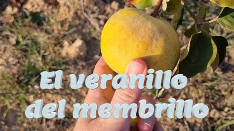 Veranillo Del Membrillo