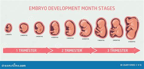 verloop zwangerschap
