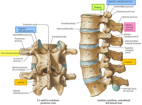 vertebra lumbal