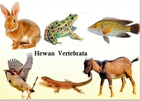 vertebrata adalah