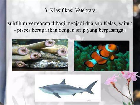 vertebrata dibagi menjadi
