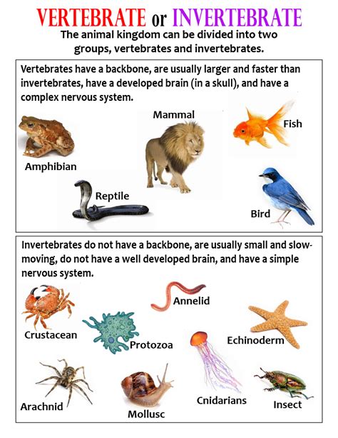 Vertebrate Comparison Compare And Contrast Vertebrates And Invertebrates - Compare And Contrast Vertebrates And Invertebrates