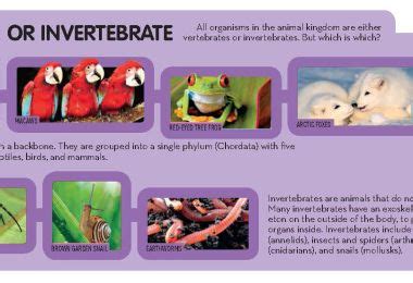 Vertebrate Or Invertebrate National Geographic Society Comparing Vertebrates And Invertebrates - Comparing Vertebrates And Invertebrates