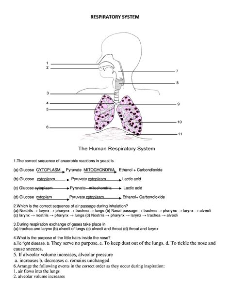 Vertebrate Respiration Worksheet 5th Grade Vertebrate Respiration Worksheet 5th Grade - Vertebrate Respiration Worksheet 5th Grade