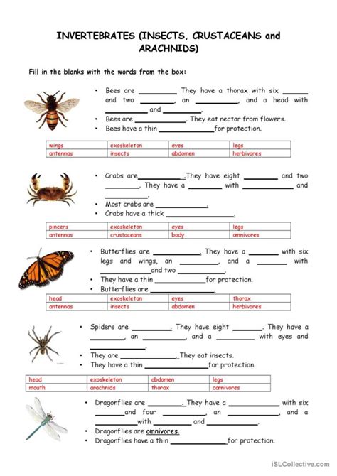 Vertebrates And Invertebrates English Esl Worksheets Pdf Amp Vertebrate And Invertebrate Worksheet - Vertebrate And Invertebrate Worksheet