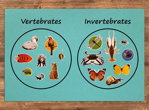 Vertebrates And Invertebrates Examples And Classification Vedantu Comparing Vertebrates And Invertebrates - Comparing Vertebrates And Invertebrates